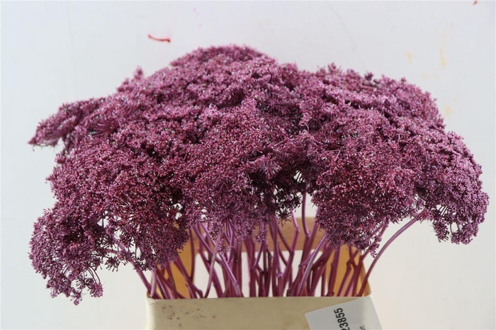 <h4>Ammi Majus Klbh Gl Metallic Pink P Stem</h4>