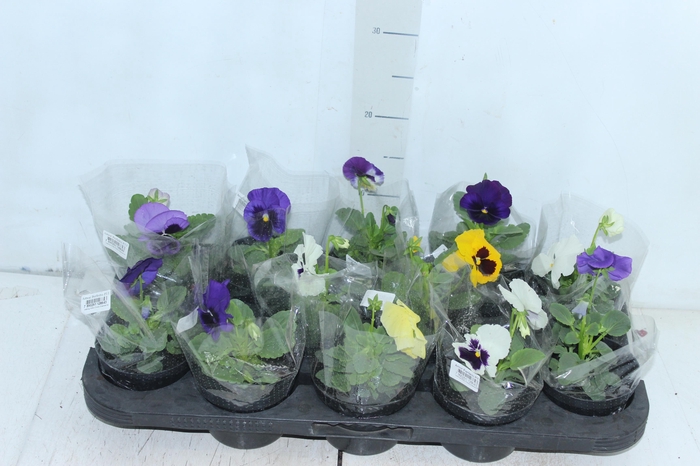 <h4>AMOR PERFEITO P11</h4>