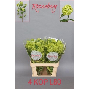 Viburnum Roseum St 80cm 4 Hd