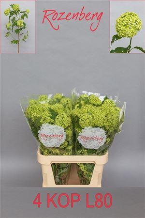 <h4>Viburnum Roseum St 80cm 4 Hd</h4>