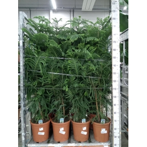 Araucaria heterophylla