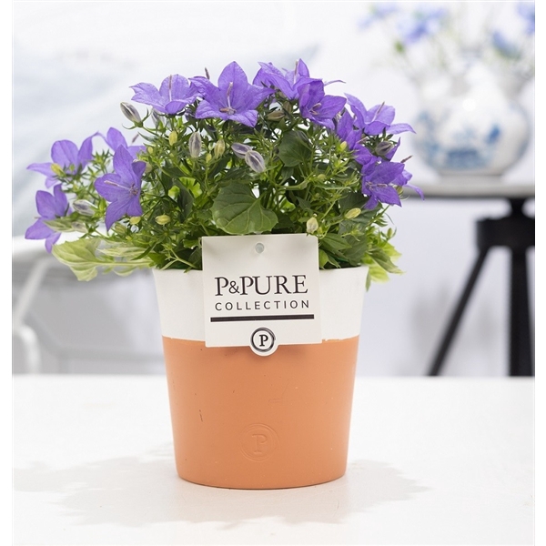 <h4>Campanula 'Napoli' Pure Terra Cotta</h4>