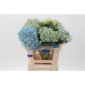 Hydr Blue Popcorn Select