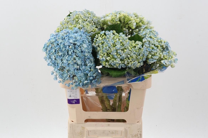 <h4>Hydr Blue Popcorn Select</h4>