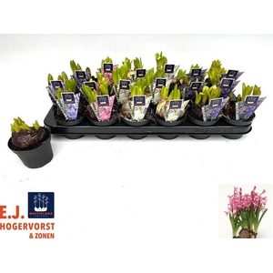 Hyacinthus MF mix 9Ø 15cm 1pp