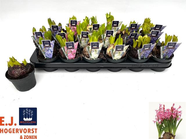 Hyacinthus MF mix 9Ø 15cm 1pp