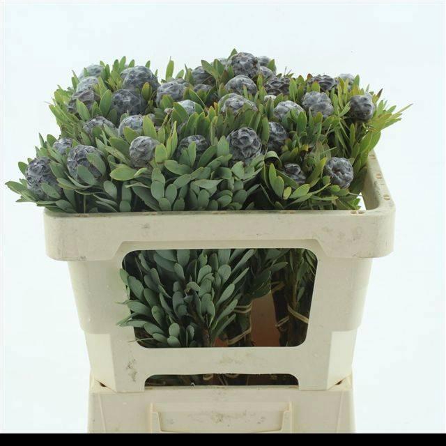 <h4>LEUCAD PUBESCENS</h4>