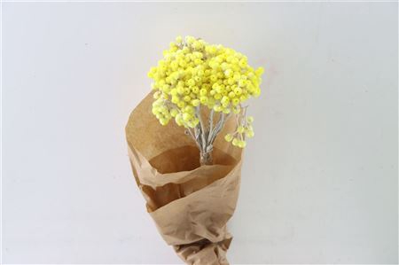 <h4>Dried Immortellen 10pcs Yellow Bunch Paper</h4>