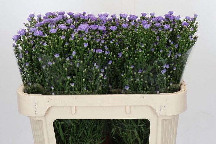 <h4>ASTER CASSANDRA</h4>