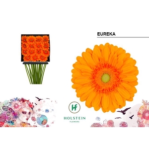 Gerbera Eureka Diamond per kaart