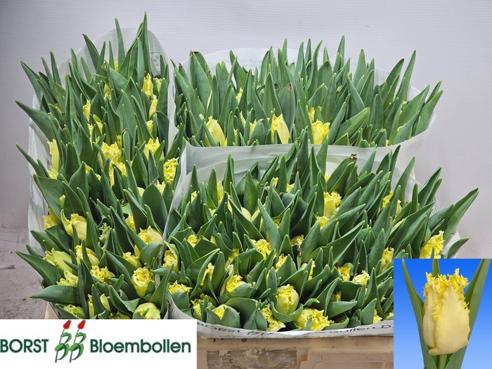 <h4>TU FR REBELLIOUS YEL</h4>