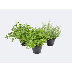 ERVAS AROMATICAS P19