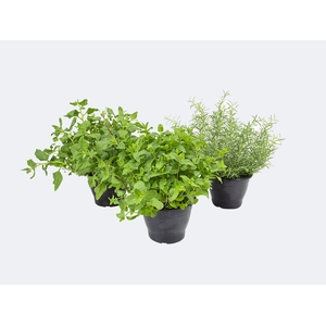 ERVAS AROMATICAS P19