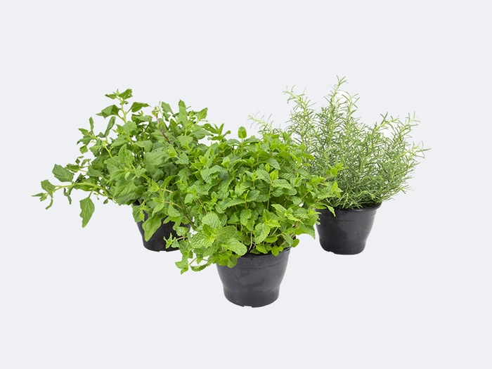 <h4>ERVAS AROMATICAS P19</h4>