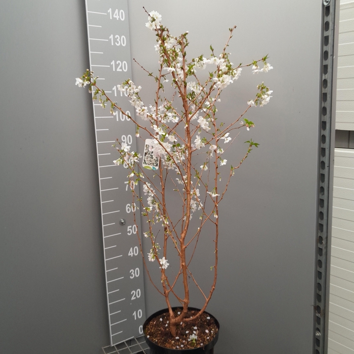 <h4>PRUN BRILLANT</h4>