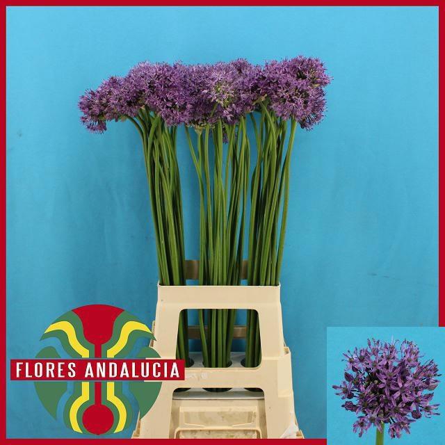 <h4>ALLIUM AFLATUNENSE</h4>