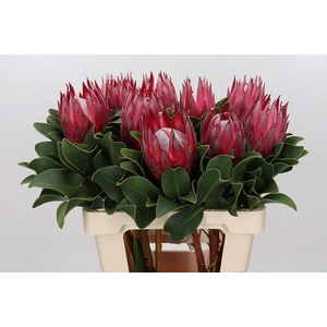 Protea Cynaroides Madiba