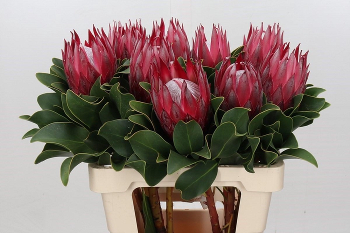 <h4>Protea Cynaroides Madiba</h4>