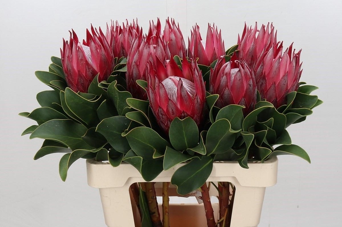 <h4>Protea Cynaroides Madiba</h4>