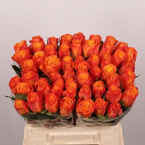 Rosa large confidential