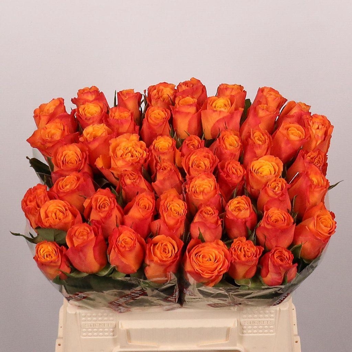 <h4>Rosa large confidential</h4>