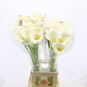 Calla Whitehorse