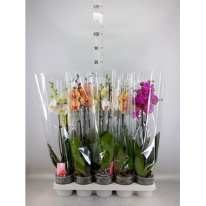 Phalaenopsis   ...mix