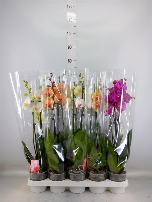 <h4>Phalaenopsis   ...mix</h4>
