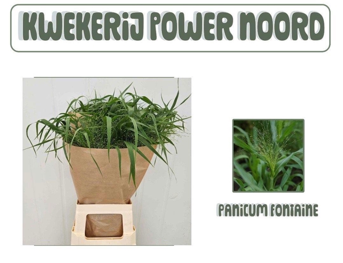 <h4>PANIC VI FONTAINE</h4>