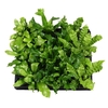 ASPLENIUM MIX