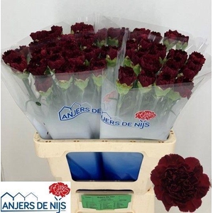 Dianthus st Zurigo
