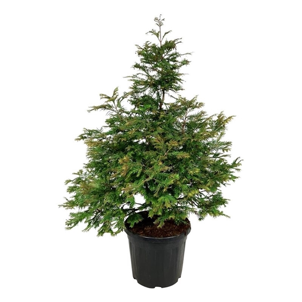 <h4>Metasequoia gl. 'Daw.Tawny Fleece'</h4>