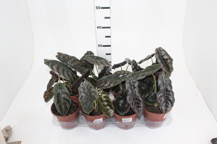 <h4>ALOCASIA CUPREA P15</h4>