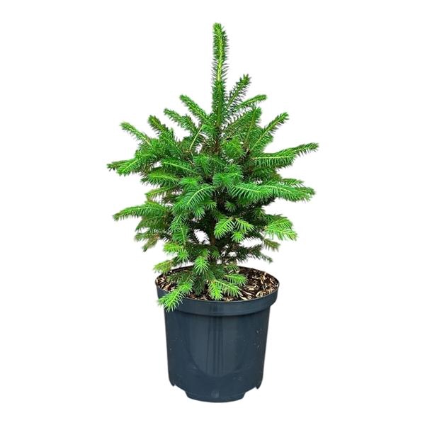 <h4>Picea a. 'Will's Zwerg'</h4>