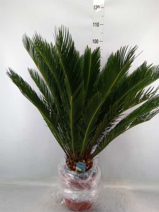 <h4>Cycas revoluta</h4>