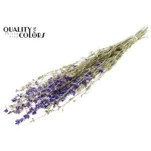 Delphinium Dried per bunch Blue