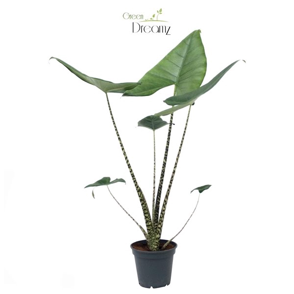 <h4>Alocasia Zebrina</h4>