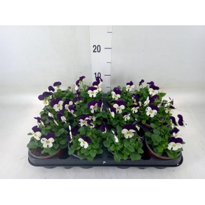 Viola corn. 'Evo Mini White Purple'