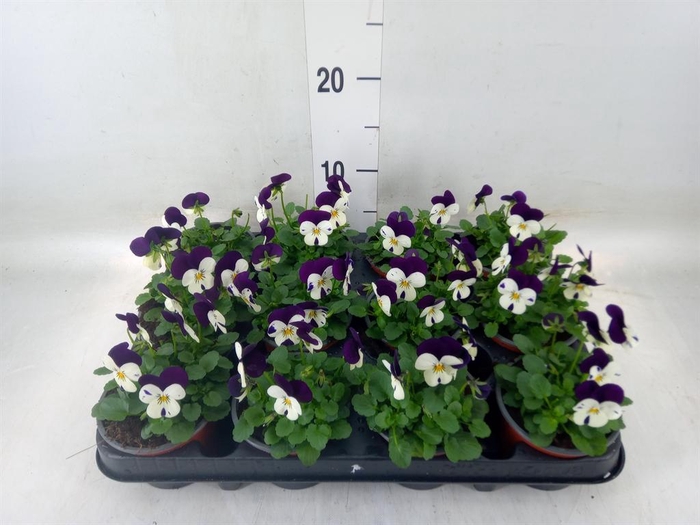 <h4>Viola corn. 'Evo Mini White Purple'</h4>
