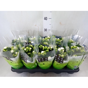 Kalanchoe blos. 'Calandiva Whites'