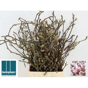 MAGNOLIA GRANDIFLORA