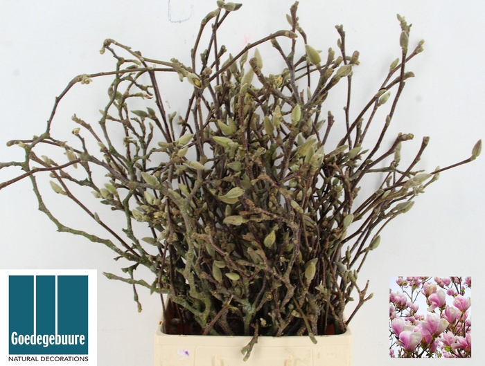 <h4>MAGNOLIA GRANDIFLORA</h4>