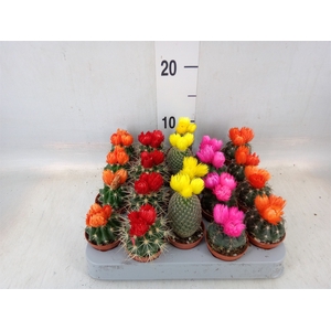 Cactus   ...decorated