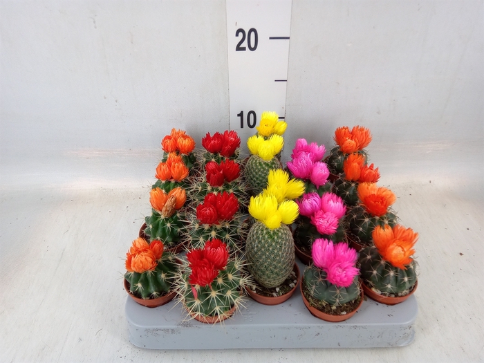 <h4>Cactus   ...decorated</h4>