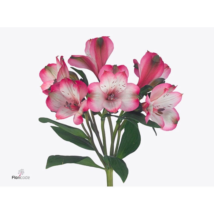<h4>Alstroemeria Jackson</h4>