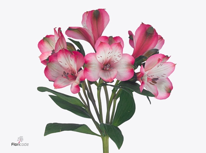 Alstroemeria Jackson