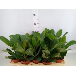 Ficus benghalensis 'Audrey'