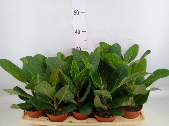 <h4>Ficus benghalensis 'Audrey'</h4>