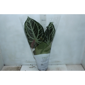 ANTHURIUM CRYSTALLINUM P17