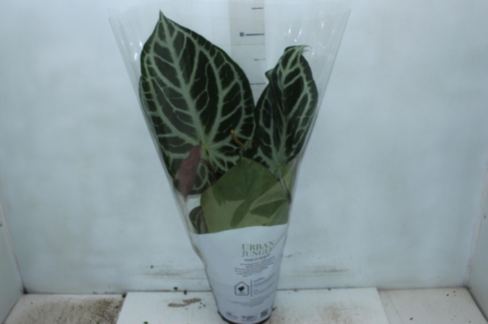 <h4>ANTHURIUM CRYSTALLINUM P17</h4>